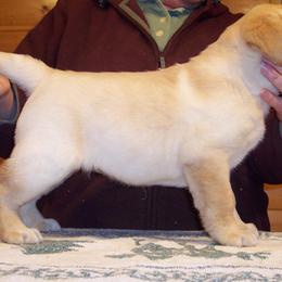 Labrador Retriever Puppies from Cecilie Drege