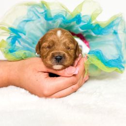 Autumn - Red  female Goldendoodle puppy in Kissimmee, Florida from Poodle Doodle Kennels
