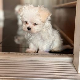 Captain - White Maltese puppy in Franklin, Kentucky from Unicorn tiny Maltese puppies