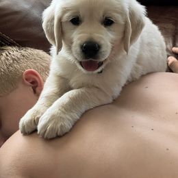 Golden Retriever Puppies from Golden’s of Remington Fields