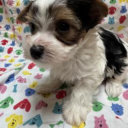 Paisley - Parti female Yorkshire Terrier puppy in Lyle, Washington from Sport Yorkie