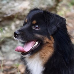 Spider - Miniature American Shepherd