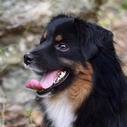 Spider - Miniature American Shepherd