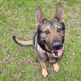 Masha - German Shepherd