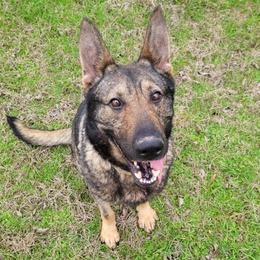 Masha - German Shepherd