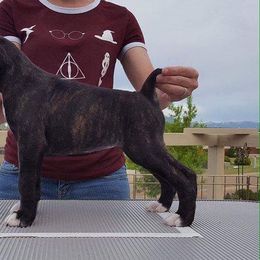 Boxer Puppies from Vintage Boxers