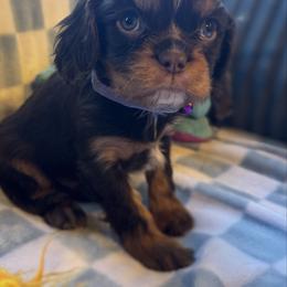 Snoopy - Chocolate male Cavalier King Charles Spaniel puppy in Lawton, Oklahoma from Wild Wishes Cavaliers