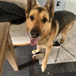 German Shepherd All Grown Up from Jessica Wright's German Shepherds