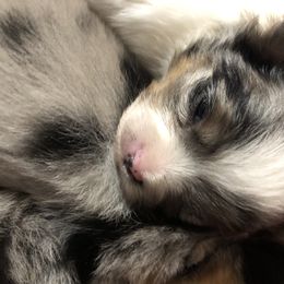 Pomeranian Puppies from Froggwoods Pomeranians