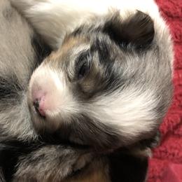 Pomeranian Puppies from Froggwoods Pomeranians