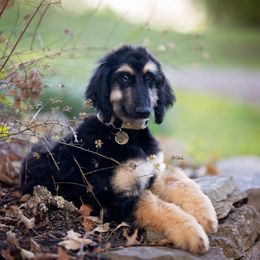 Afghan Hound Puppies from Royal Legacy