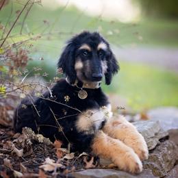 Afghan Hound Puppies from Royal Legacy