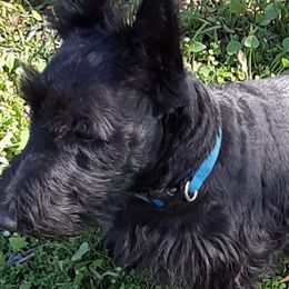 Murphy - Scottish Terrier
