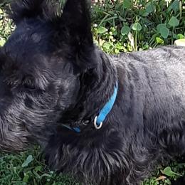 Murphy - Scottish Terrier