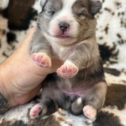 Sprinkles - Merle female Pomsky puppy in Casa Grande, Arizona from Arizonas Pomsky Squad