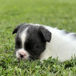 Boxer and French Bulldog Puppies from Furevermore Boxers and Furevermore Frenchies