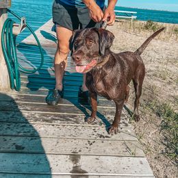 Dilute Retriever and Labrador Retriever Puppies from South Shore Labradors