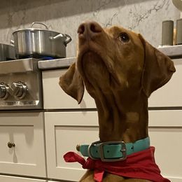 Dalmatians and Vizslas from River Falls Kennel