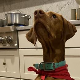 Dalmatians and Vizslas from River Falls Kennel