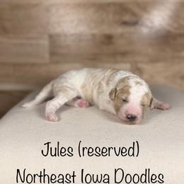 Jules - Parti female Goldendoodle puppy in Cedar Falls, Iowa from Northeast Iowa Doodles