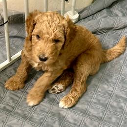 Benjamin - Red  male Goldendoodle puppy in Pasadena, Texas from Toledo Creek Doodles