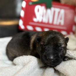 Girl 1 - Sable female German Shepherd puppy in Denver, Colorado from Morales Kennels