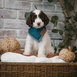 Onyx (Black) - Brown and white male Sheepadoodle puppy in Newport Beach, California from High Desert Doodles