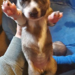 Siberian Husky Puppies from Lakeland Huskies