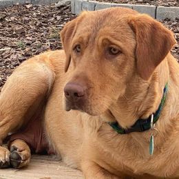 Stella - Labrador Retriever