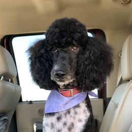 Aussiedoodle, Miniature Australian Shepherd, and Poodle Puppies from Classic K9’s  Aussies, Poodles & Doodles