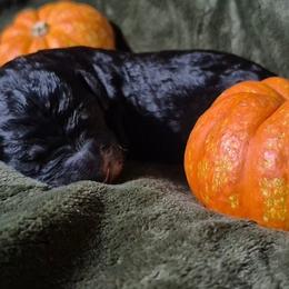 Ember - Black female Sheepadoodle puppy in Austin, Texas from Darling Doodles