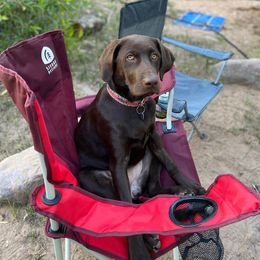 Labrador Retriever All Grown Up from Rocky Mountain Dogs - Utah