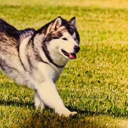 Alaskan Malamutes from Dreamekatcher Kennel