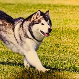 Alaskan Malamutes from Dreamekatcher Kennel