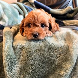 Minnie - Red female Cavapoo puppy in Garland, Kansas from 3W Ranch