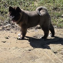 Akita Puppies from Folklore Akitas