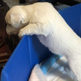 Miniature Schnauzer and Poodle Puppies from Bits & Bytes Farm