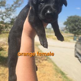 Girl5 - Black female Belgian Malinois puppy in Chico, Texas from North Texas Working Malinois