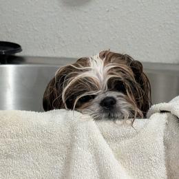 Shih Tzu - Red and white male Shih Tzu puppy in Doña Ana County, New Mexico from White Sands Shih Tzu's