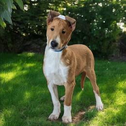 Denali - Sable and white male Collie puppy in Dickson, Tennessee from Ceilidh Collies