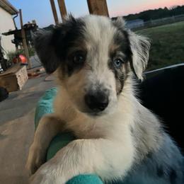 Reese - Blue merle male Border Collie puppy in Holden, Missouri from Spotted Feather Farm