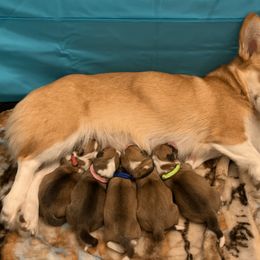 Pembroke Welsh Corgi Puppies from Trestle Creek Corgis