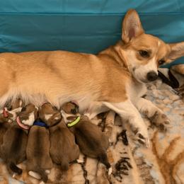 Pembroke Welsh Corgi Puppies from Trestle Creek Corgis