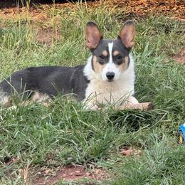 Taz - Pembroke Welsh Corgi