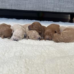 Goldendoodle Puppies from Mini Goldendoodles of New England