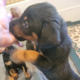 Girl 1B - Black and tan female Beauceron puppy in Vale, North Carolina from Von Katzenstein Kennel