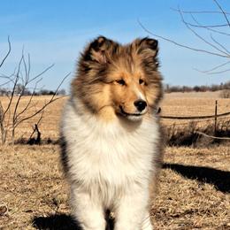 Frankie - Sable and white male Shetland Sheepdog puppy in Keswick, Iowa from Buehneman Shelties