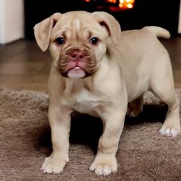 Girl 3 - Fawn and white female Bulldog puppy in Washington from Sun City Campeiro Bulldogs