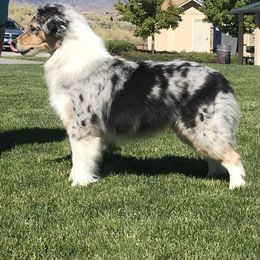 Australian Shepherd Puppies from Imagine Australian Shepherds