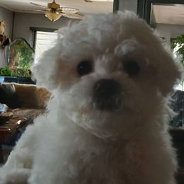Bichon Frise Puppies from My Beautiful Bichons